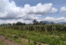 Tampak lahan jagung garapan Rutan Kotamobagu untuk mendukung Program Ketahan Pangan Nasional. (foto.Ist/Rutan Kotamobagu)