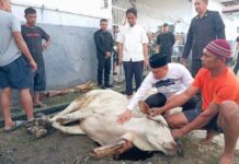 Karutan Kotamobagu Aris Supriyadi, saat menyerahkan hewan kurbannya untuk disembelih di momen Idul Adha 1446 Hijriah, Jumat 6 Juni 2025. (foto.Ist/Rutan Kotamobagu)