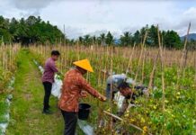 Rutan Kotamobagu Panen Tomat, di area Sarana Asimilasi dan Pembinaan (SAP) Rutan, Senin 17 November 2025. (foto.Ist/Rutan Kotamobagu)