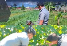 Hasil Pertanian Warga Binaan Rutan Kotamobagu Sukses, Aris: Kita Akan Panen Raya Budidaya Mentimun sacara mandiri warga binaan Rutan Kotamobagu sukses. (foto.Ilham/Rutan Kotamobagu)