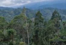 Dokumentasi Hutan Garini Boltim
