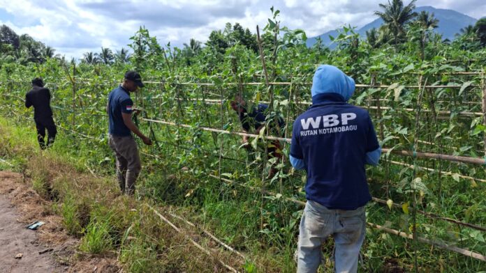 Rutan Rutan Kotamobagu perkuat program ketahanan pangan. (foto.Ist/Rutan Kotamobagu)